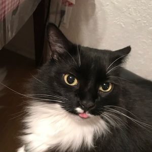 Meet your Posher, Tabitha